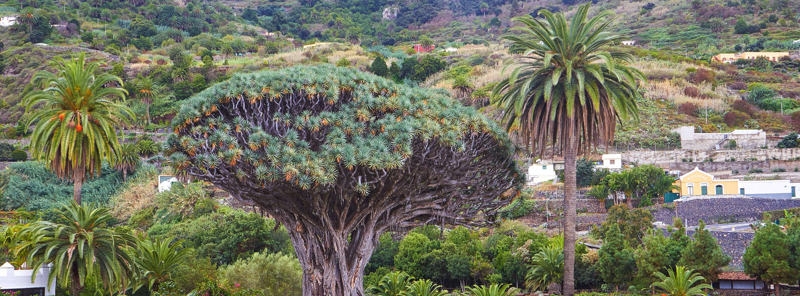 Der berühmte Drachenbaum auf Teneriffa in Icod de los Vinos