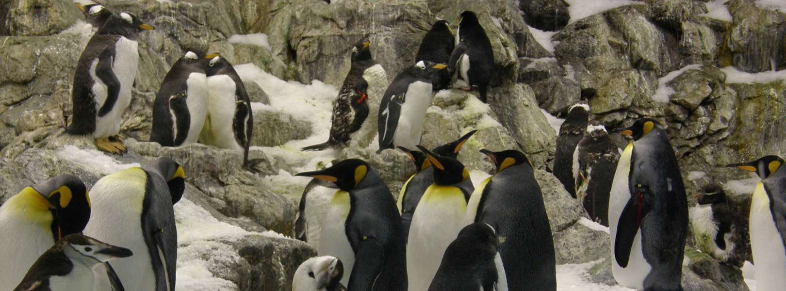 Pinguine im Loro Parque auf Teneriffa in Spanien