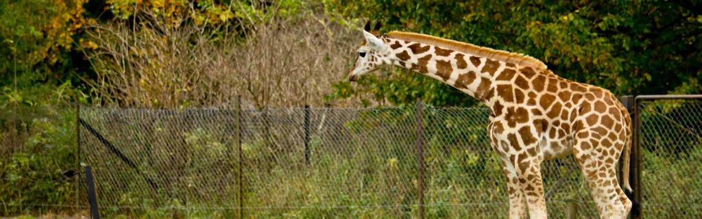 Giraffe im Safaripark