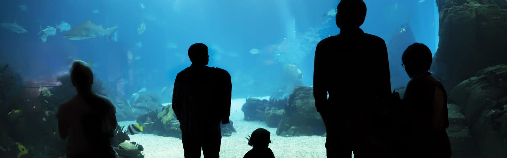Tauchen Sie in die Unterwasserwelt des Aquarium Lissabon